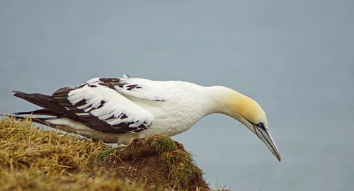 Jan-van-genten bij Bempton Cliffs