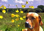 Rhodesian Ridgeback by Dagmar Behrens thumbnail