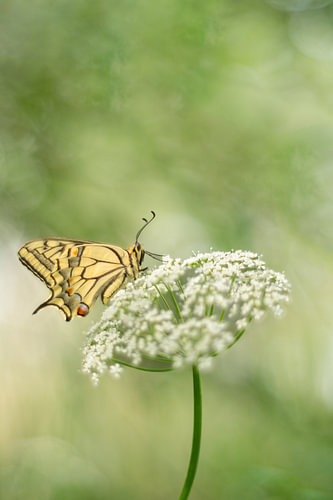 Koninginnenpage (Papilio machaon) op fluitenkruid