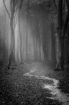 Disparaître dans la forêt en pleine réflexion