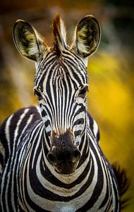 Zebra, Zuid-Afrika van W. Woyke