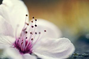 Apple blossom