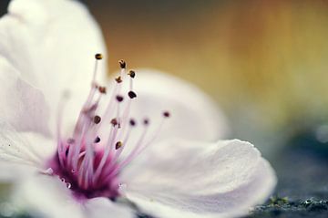 Fleur de pommier sur Angelique Brunas