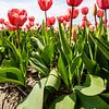 Rode tulp van Eric van Nieuwland
