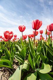 Rote Tulpe von Eric van Nieuwland
