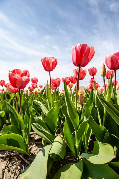 Rote Tulpe von Eric van Nieuwland