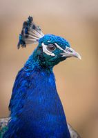 Close-up of a peacock