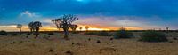 Panorama met kokerbomen bij zonsopkomst  in de Kalahari woestijn, Namibië van Rietje Bulthuis thumbnail