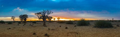 Panorama met kokerbomen bij zonsopkomst  in de Kalahari woestijn, Namibië