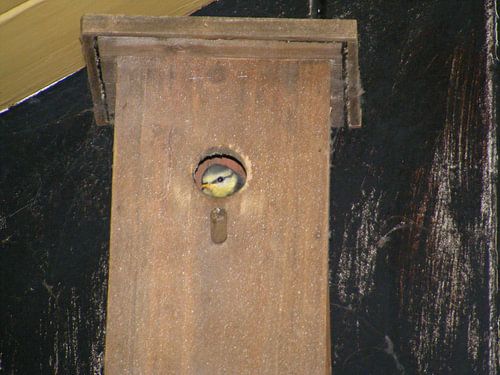 koolmeesje in vogelhuis