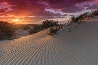 Sonnenuntergang in den Dünen des Westduinparks in der Nähe von Kijkduin Den Haag von Rob Kints Miniaturansicht