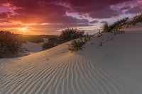 Sunset in the dunes of the Westduinpark near Kijkduin The Hague