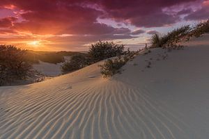 Coucher de soleil dans les dunes du Westduinpark près de Kijkduin à La Haye