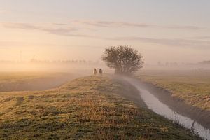 Two ponies walk through the fog