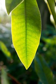 Green plants with leaf veins by Karijn | Fine art Natuur en Reis Fotografie