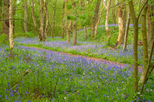 Wandelpad tussen de wilde hyacinten in het Wildrijk in Sint Maartenszee Noord-Holland