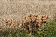 Young Lion Cubs van Guus Quaedvlieg thumbnail