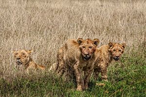 Young Lion Cubs