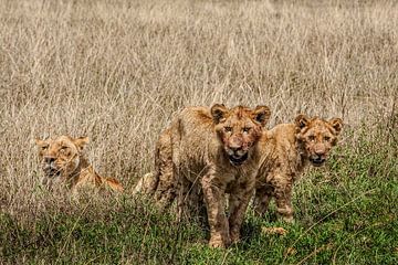 Young Lion Cubs van Guus Quaedvlieg