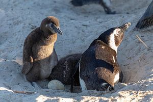 Pinguin Familie von Dennis Eckert