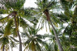 Des palmiers verts sur fond blanc sur Bianca ter Riet