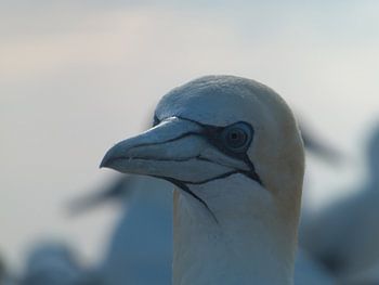 New Zealand, Jan van Gent