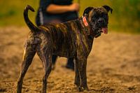 The dog life can be hard