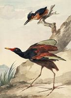 A West Indian spiny manhow and a crested kingfisher, Aert spectan