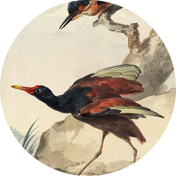 Een Westindisch doornhoen en een gekuifde ijsvogel, Aert Schouwman van Teylers Museum