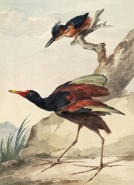 A West Indian spiny manhow and a crested kingfisher, Aert spectan by Teylers Museum