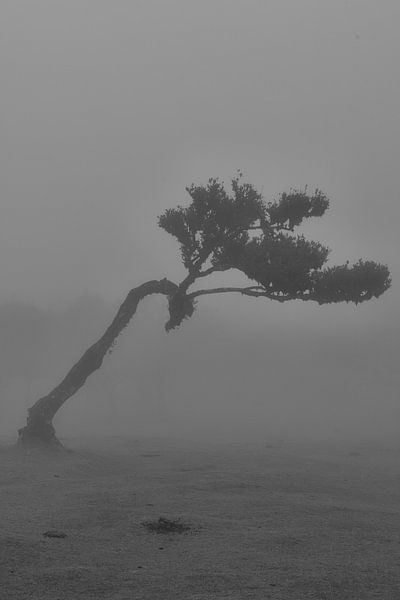 Drachenbaum von Jaco Verheul