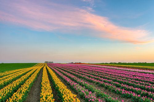 Tulip field on the Lower Rhine