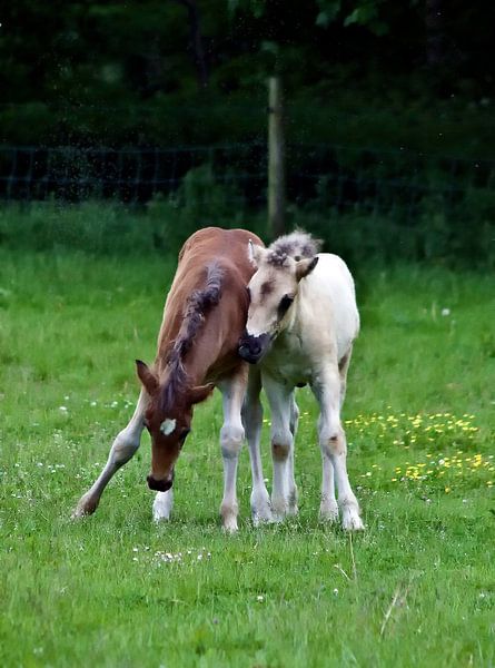 Knuffelende veulentjes by foto-fantasie foto-fantasie