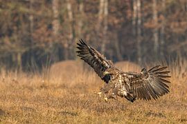 Approaching White-tailed Eagle! by Robert Kok