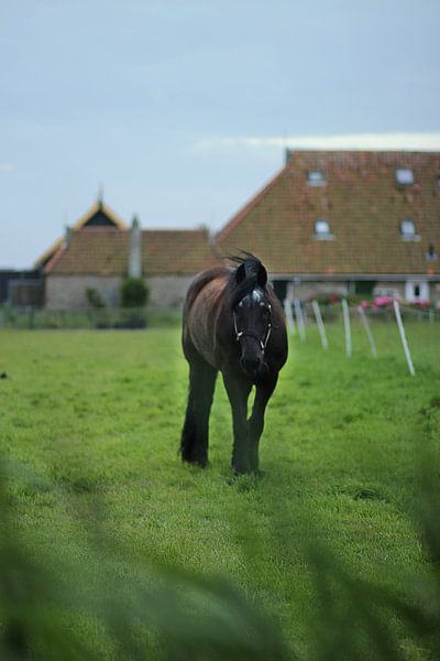 Paard in de wei by Annette van den Berg