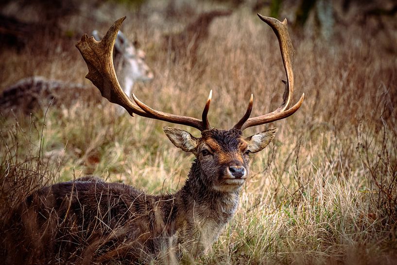 Deer by Bas Schneider