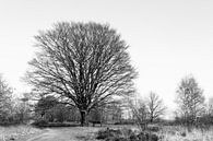 Kale boom in de winter von Emajeur Fotografie Miniaturansicht