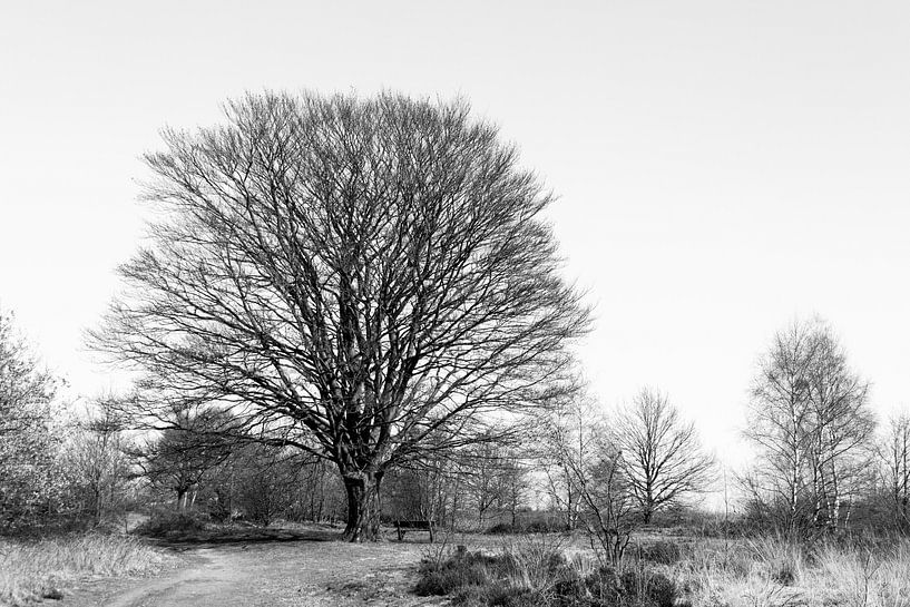 Kale boom in de winter van Emajeur Fotografie