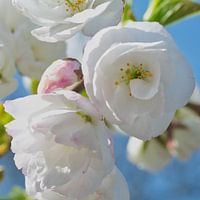 Weiße Blütenpracht aus der Nähe