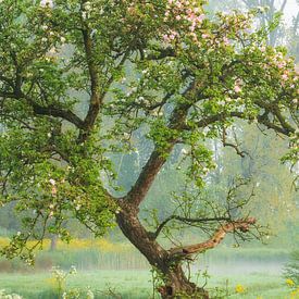 Bloeiende grillige boom tussen het koolzaad van Moetwil en van Dijk - Fotografie