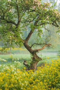 Blühender skurriler Baum zwischen Raps