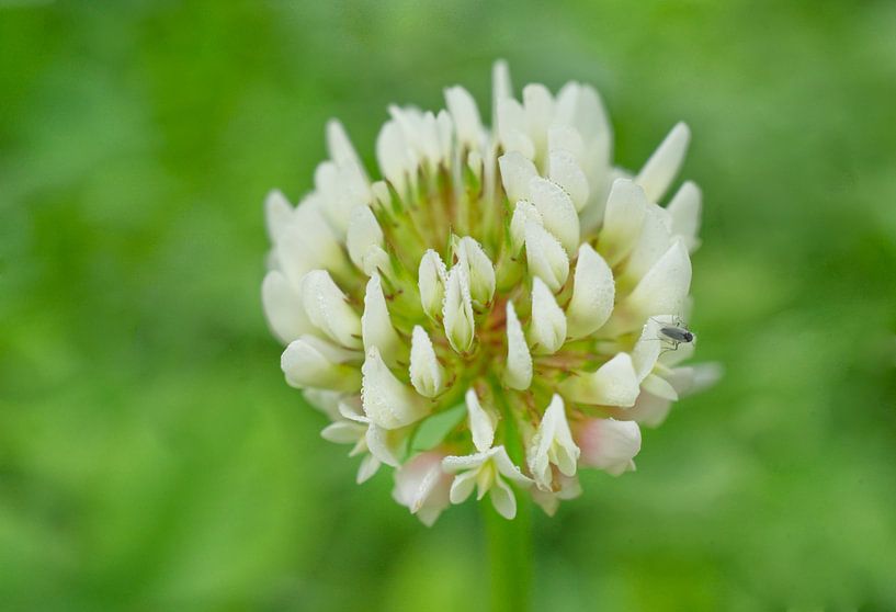 Witte klaver bloem met klein insect van Iris Holzer Richardson