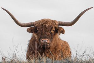 Schottischer Highlander mit großen Hörnern