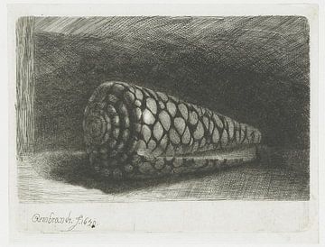 Die Schale (Conus marmoreus), Rembrandt van Rijn