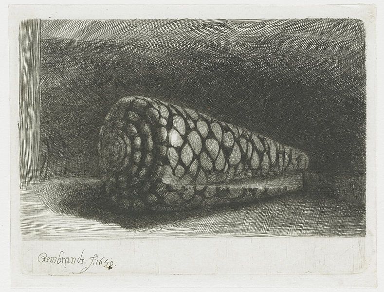 Die Schale (Conus marmoreus), Rembrandt van Rijn von Ed z'n Schets