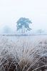 Bevroren gras in de mist van Patrick van Os thumbnail