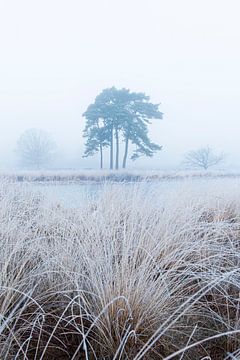 Bevroren gras in de mist