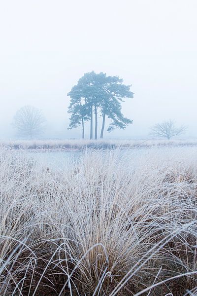 De l'herbe gelée dans le brouillard sur Patrick van Os