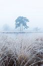 Frozen grass in the fog by Patrick van Os thumbnail
