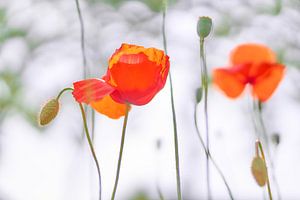 Un coquelicot sur fond de bokeh rêveur